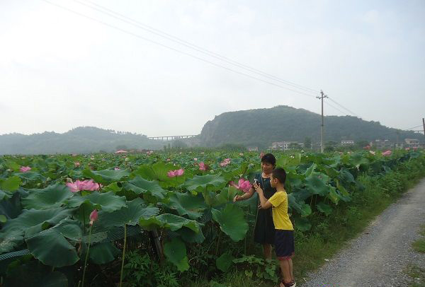 荷花美景醉游人