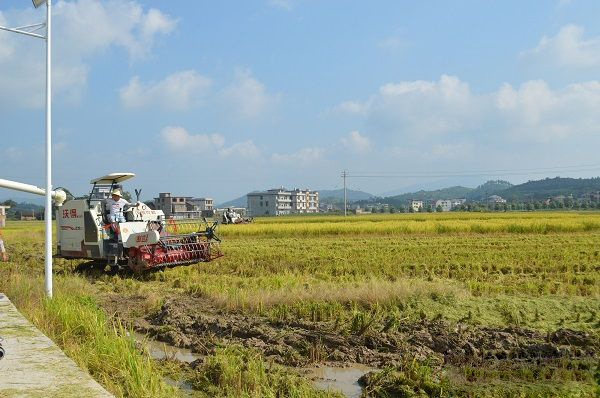 暑气炎炎，“抢收、抢插”农业忙