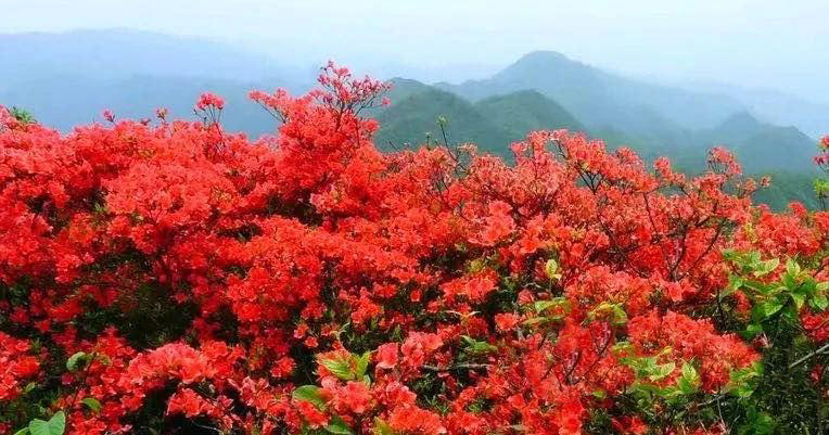 邵阳县河伯岭:映山红花开正艳