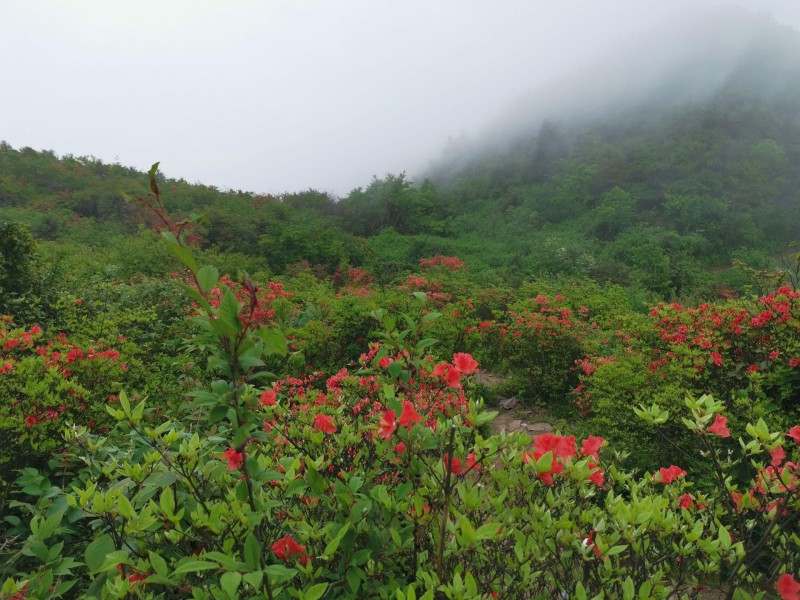 邵阳县河伯岭映山红花开正艳