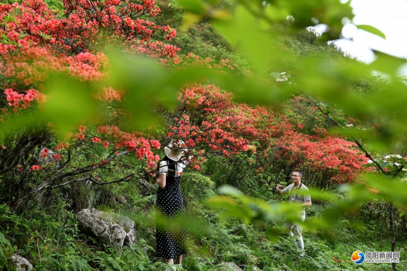 游客在南山景区胡家坪一带的杜鹃花丛中游玩