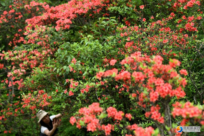 游客在南山景区胡家坪一带的杜鹃花丛中游玩