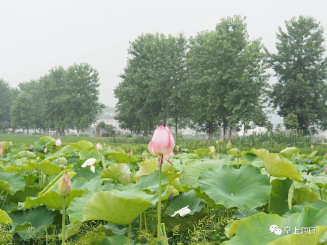 春之樱花 夏之清荷