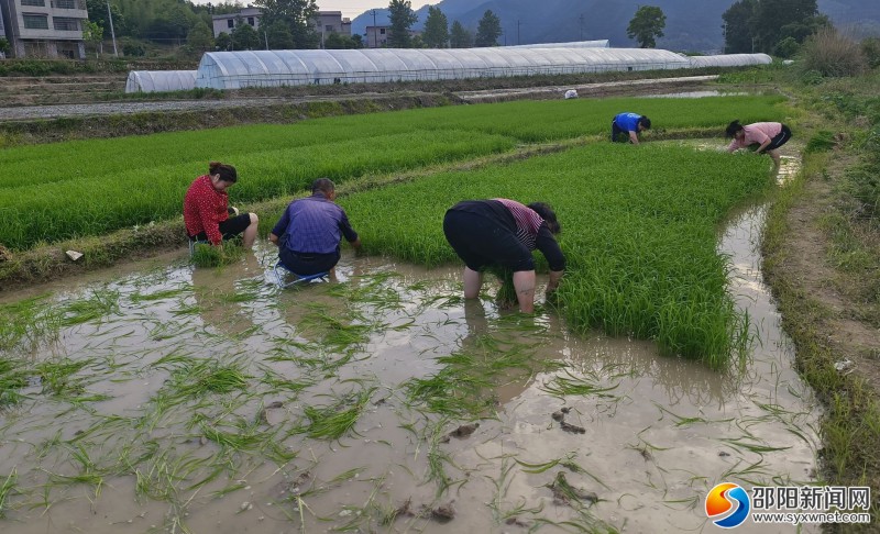 绥宁县完成24.2万亩水稻移栽面积