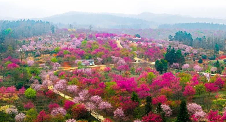 魏家桥樱花园